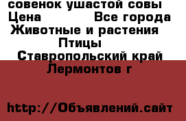 совенок ушастой совы › Цена ­ 5 000 - Все города Животные и растения » Птицы   . Ставропольский край,Лермонтов г.